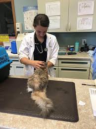 4,835 likes · 8 talking about this. All Pets Veterinary Clinic Neasden The Y Guide
