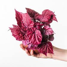 Image result for Begonia longipetiolata