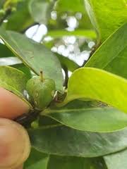 Image result for Cassipourea fanshawei