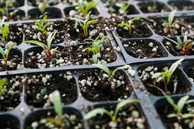 Keep newly planted trees and shrubs well watered in their first year. 10 Things To Do In The Garden In October San Diego Home Garden Lifestyles