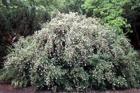 Image result for Escallonia