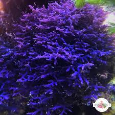 Image result for Ochna cyanophylla