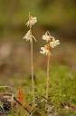 Epipogium aphyllum - Wikipedia