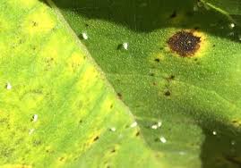 Image result for whitefly in cucumber