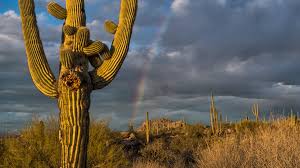 To understand how saguaros grow it is essential to follow our guide. How Does The Mcdowell Sonoran Preserve Get Its Water Mcdowell Sonoran Conservancy