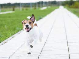 Reasons Why Dogs Run Away And How To Stop It