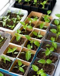 Nutzgarten Die Besten Tipps Im Januar Garten Tips Garten Gemusegarten Und Garten Ideen
