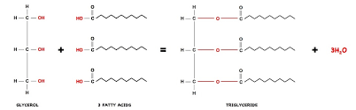 Image result for Triglyceride
