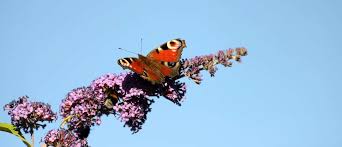 Image result for Buddleja pulchella