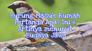 Kelelawar dianggap sebagai reservoir alami untuk virus ebola. 6 Arti Burung Masuk Rumah Menurut Primbon Jawa Youtube