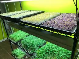 Microgreens are plants harvested when they're only days or weeks old. Everything Is Growing Strong Microgreens