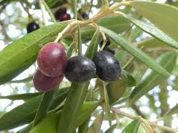 Image result for Olea europaea