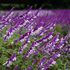 アメジストセージの正しい育て方 綺麗な花を咲かせるコツ教えます 暮らし の