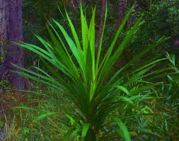 Image result for Cordyline stricta