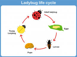 Ladybug Life Cycle Kidspressmagazine Com Ladybug Life Cycle Life Cycles Ant Life Cycle