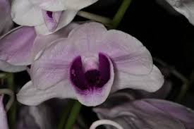 Image result for Streptocarpus arcuatus