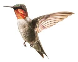 Hummingbird Png Image Png Images Png Image