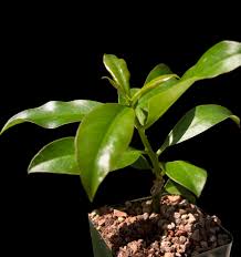 Image result for Pereskia