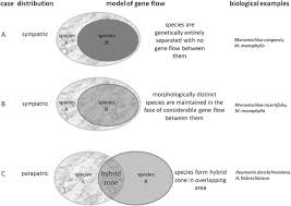 Image result for Marantochloa congensis