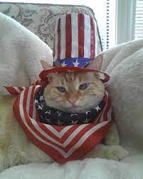 Results Of My Grandma S Camera Phone Cute Cats And Kittens Patriotic Pets Cat Day