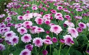 Diperbarui 30 okt 2020, 17:40 wib. 20 Paribasa Sunda Warisan Kolot Baheula Penuh Makna Abufadli Com