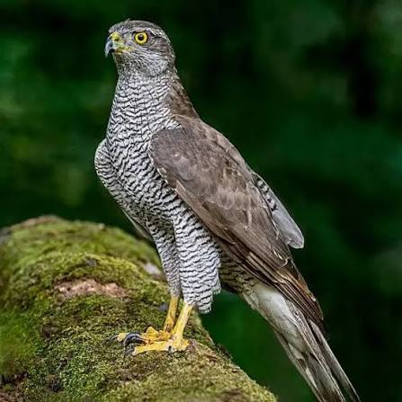 Northern Goshawk
