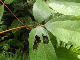 Image result for Connaraceae