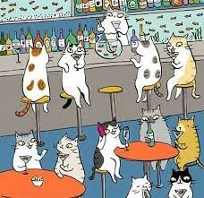 pin on cats