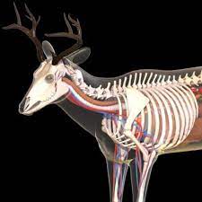Every anatomy lesson should start from a skeleton of the animal. Deer Anatomy 3d Model 200 Obj Lwo Free3d