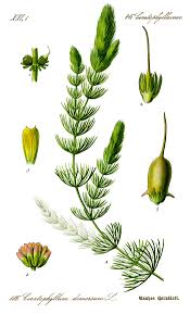 Image result for Ceratophyllaceae