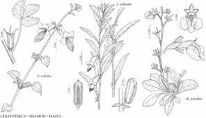 Image result for Ceratotheca