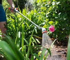 There is no chemicals on them and they are delicious to. Pope Products The Best Time In Summer To Water Your Garden