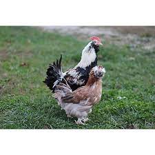 Raised by a hardworking, independent farmer & delivered to your door. Hoover S Hatchery Salmon Faverolle Chickens 10 Count Baby Chicks Sf At Tractor Supply Co