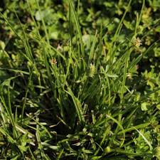 Don't worry, your problem is easily fixable. Getting Rid Of Crabgrass Kingsport Tn