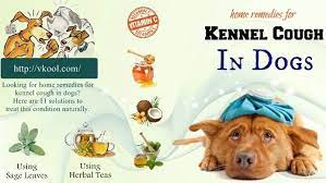 Top 11 Best Home Remedies For Kennel Cough In Dogs Dog Coughing Dog Cough Remedies Cough Medicine For Dogs