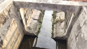 Terutama ikan jantan androgini, karena hanya jantan yang memiliki sirip bagus. Bela Ikan Tilapia Merah Di Dalam Longkang V2 Youtube