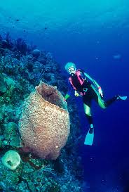 Pin By Pef 7 On Ocean Reefs Ocean Creatures Underwater Beneath The Sea