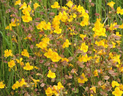 Image result for Sphaeranthus randii