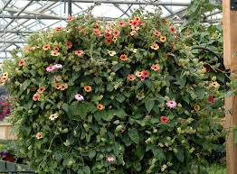 Image result for Thunbergia alata