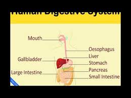 Liver diagram with labels and real human liver images also posted here. Digestive System For Kids Human Digestive System Human Body Facts