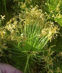 Image result for Cyperus prolifer