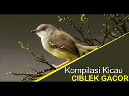 Burung ciblek kristal memiliki tampilan yang cukup menggoda, cocok untuk anda yang juga mencari keindahan. Kicau Burung Ciblek Kristal Gacor Full Kompilasi Kicauan Youtube