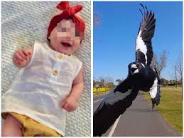 Magpies are almost certain to react to max was riding his scooter when the bird attacked. J Lcx5 Ohx76qm