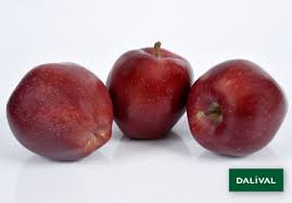Mature crab apple trees | malus. Scarlet Spur Evasni C O V