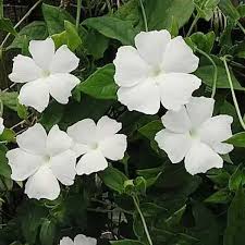 Image result for Thunbergia dregeana