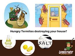 When dissolved in water, acetic acid breaks into two components. Easy Ways To Get Rid Of Termites Vinegar Lemon Mix Cup Of White Vinegar 2 Lemon S Juice Spray The Mixt Termites Termite Control Termite Treatment Cost