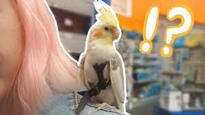 Where can i buy cockatiels? My Cockatiel Goes To A Pet Store For The First Time Youtube