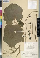 Image result for Chasmanthera dependens