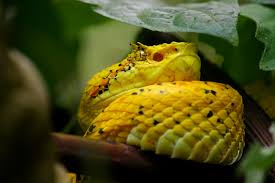 Ein paar milligramm des giftes dieser schlange reicht aus, um mehr als 100. Schlangen In Costa Rica Die Schlangenarten Costa Ricas Travel To Nature