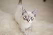 All About the Lynx Point Siamese Cats! Siamese of day
